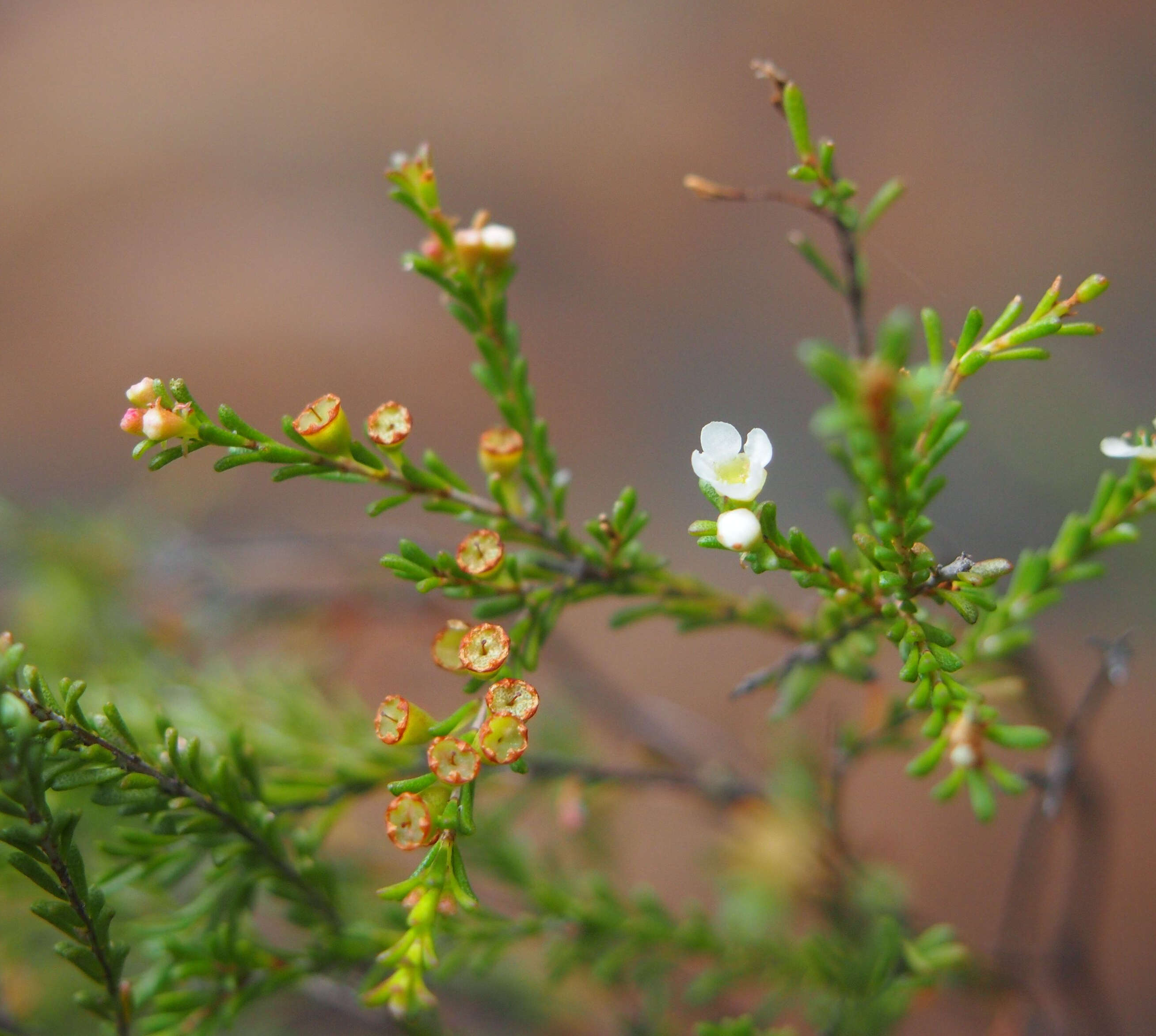 Image of Baeckea diosmifolia Rudge