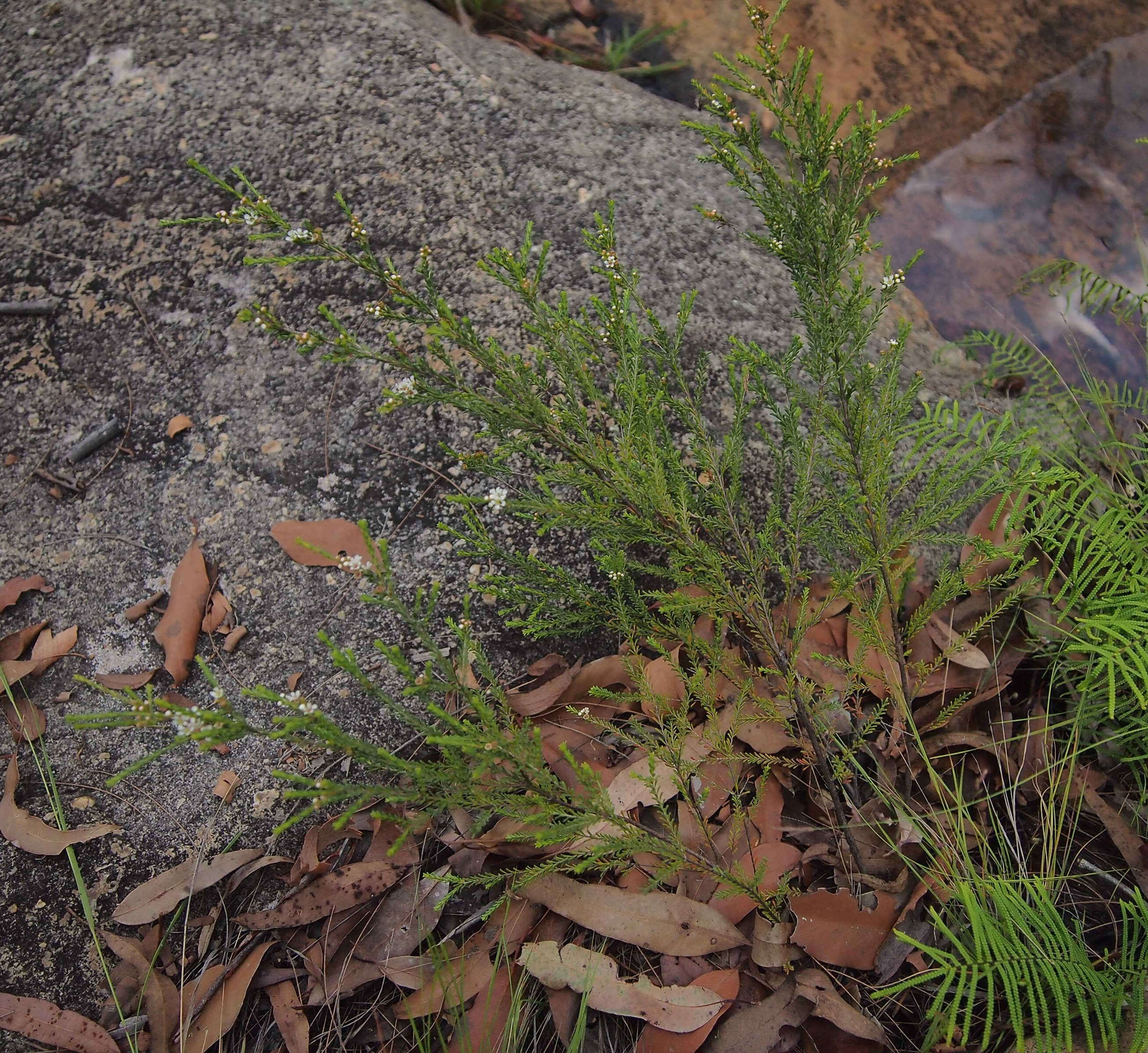 Image of Baeckea diosmifolia Rudge
