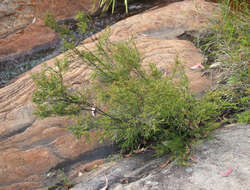 Image of Baeckea diosmifolia Rudge