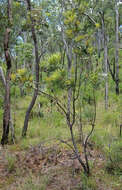 Imagem de Banksia integrifolia L. fil.