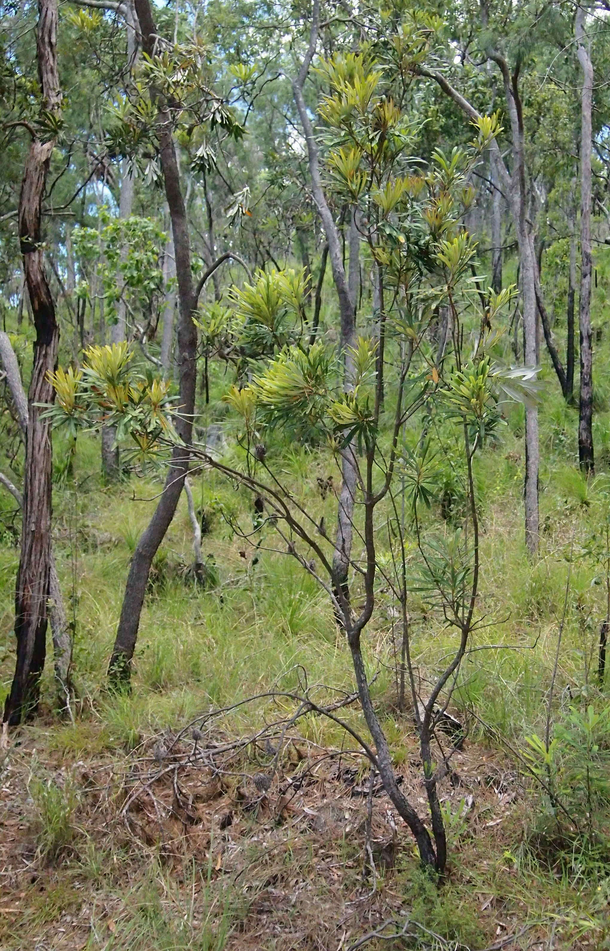 Imagem de Banksia integrifolia L. fil.