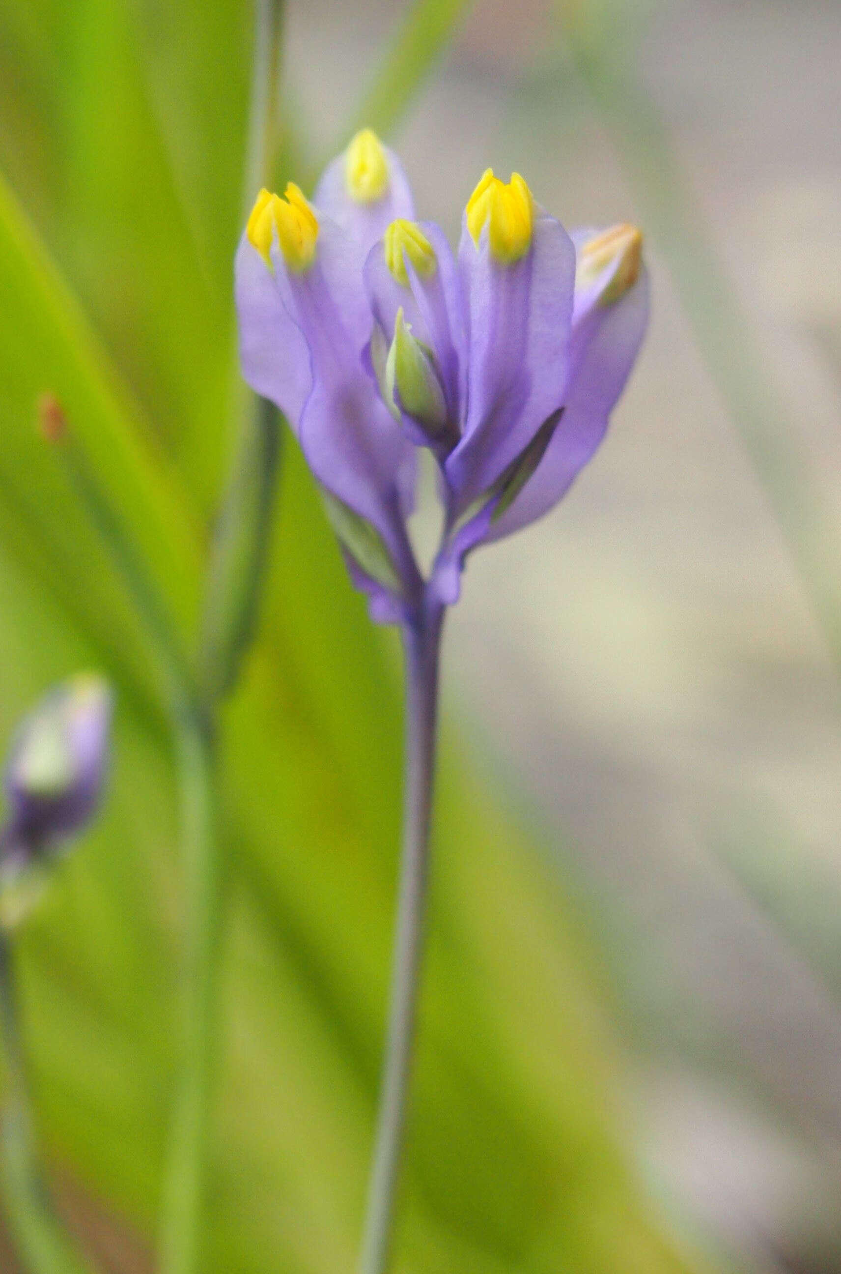 Image de Burmannia disticha L.