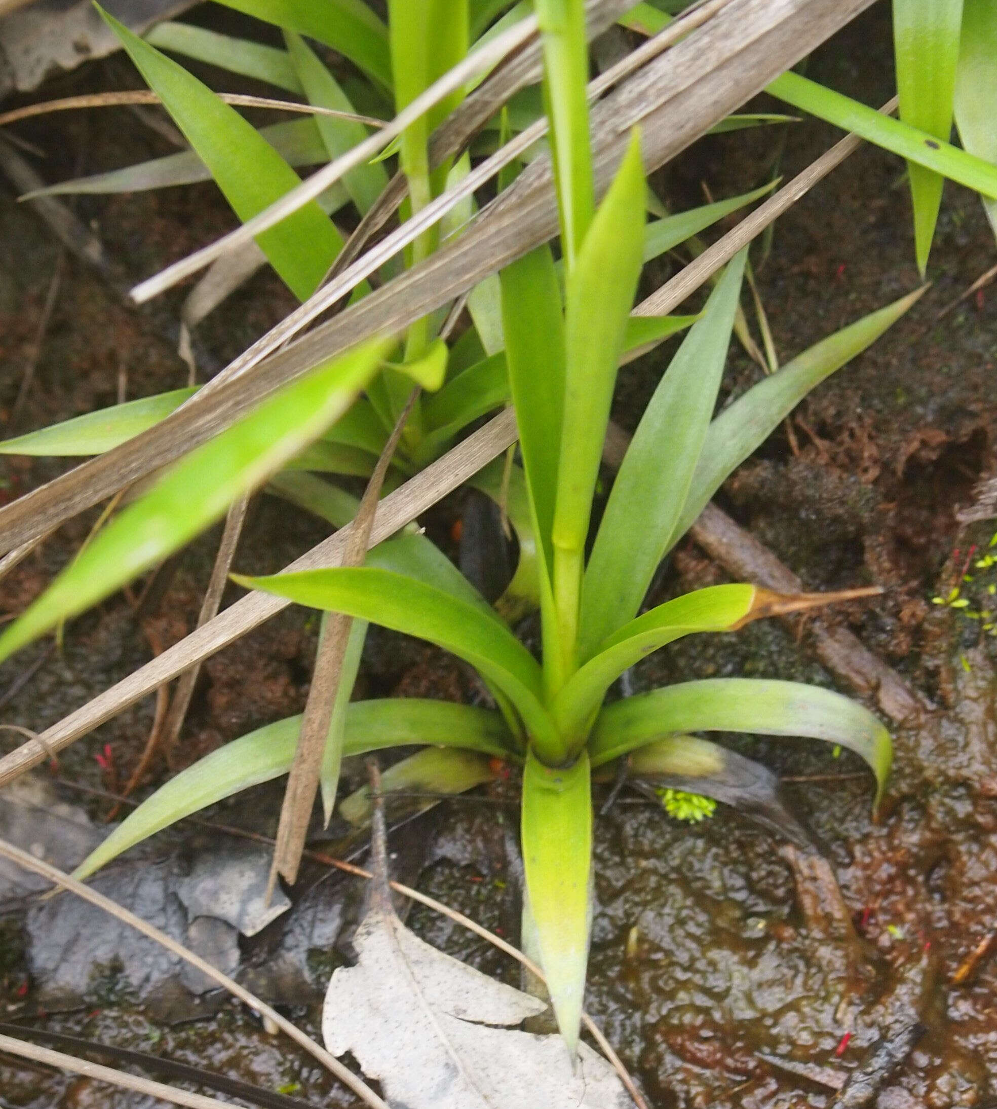 Image de Burmannia disticha L.