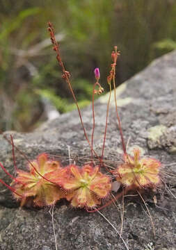 Image of Drosera burmanni