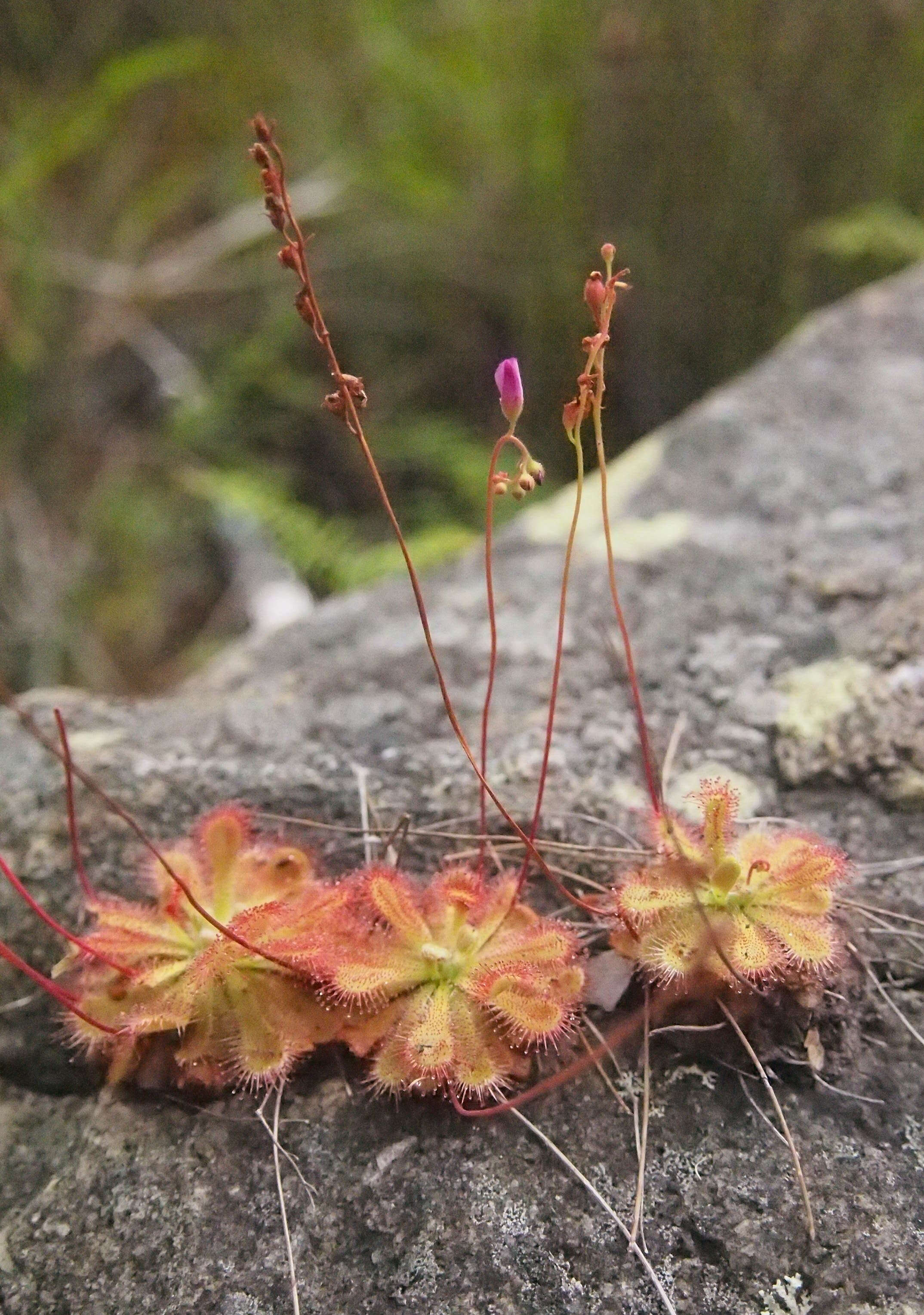 Image of Drosera burmanni