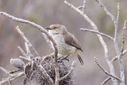 Image of Yellow-rumped Thornbill