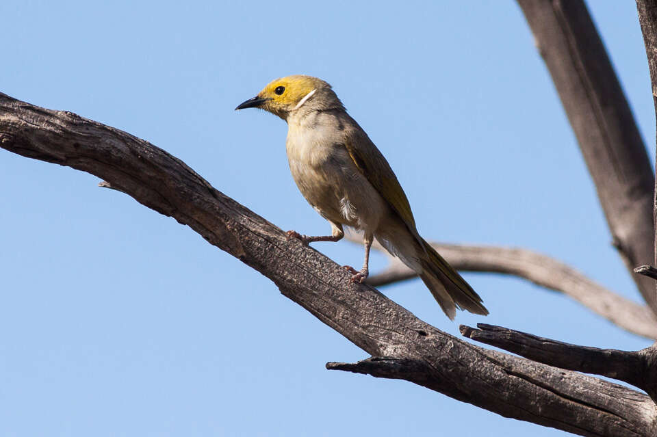 Image of White-plumed Honeyeater