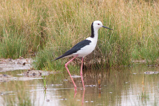 Image of Pied Stilt