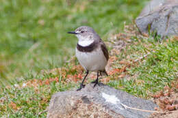 Image of White-fronted Chat