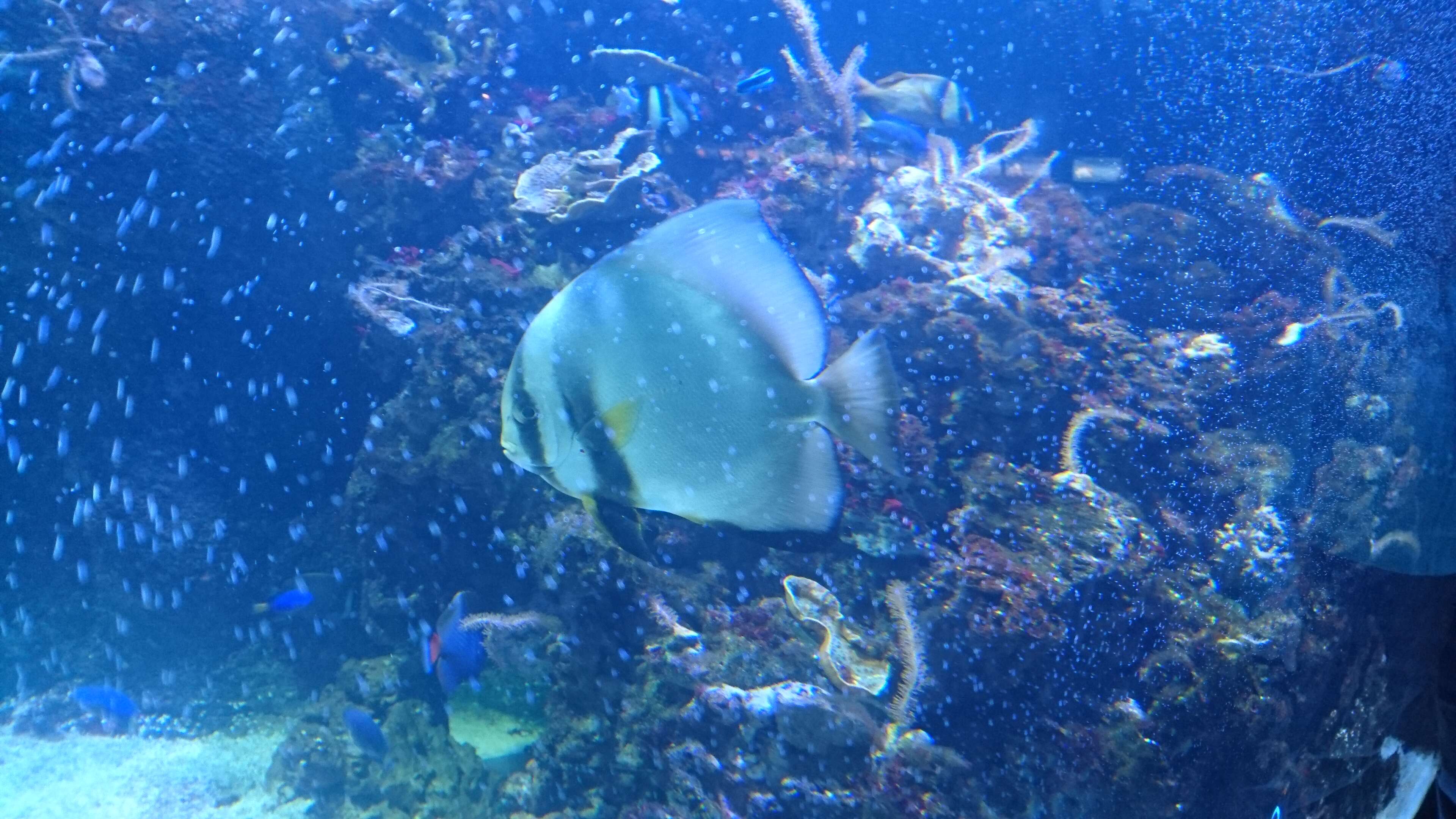 Image of Orbicular batfish