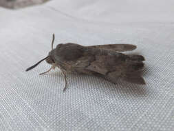 Image of humming-bird hawk moth