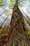 Imagem de Acer pseudoplatanus L.