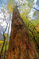 Imagem de Acer pseudoplatanus L.