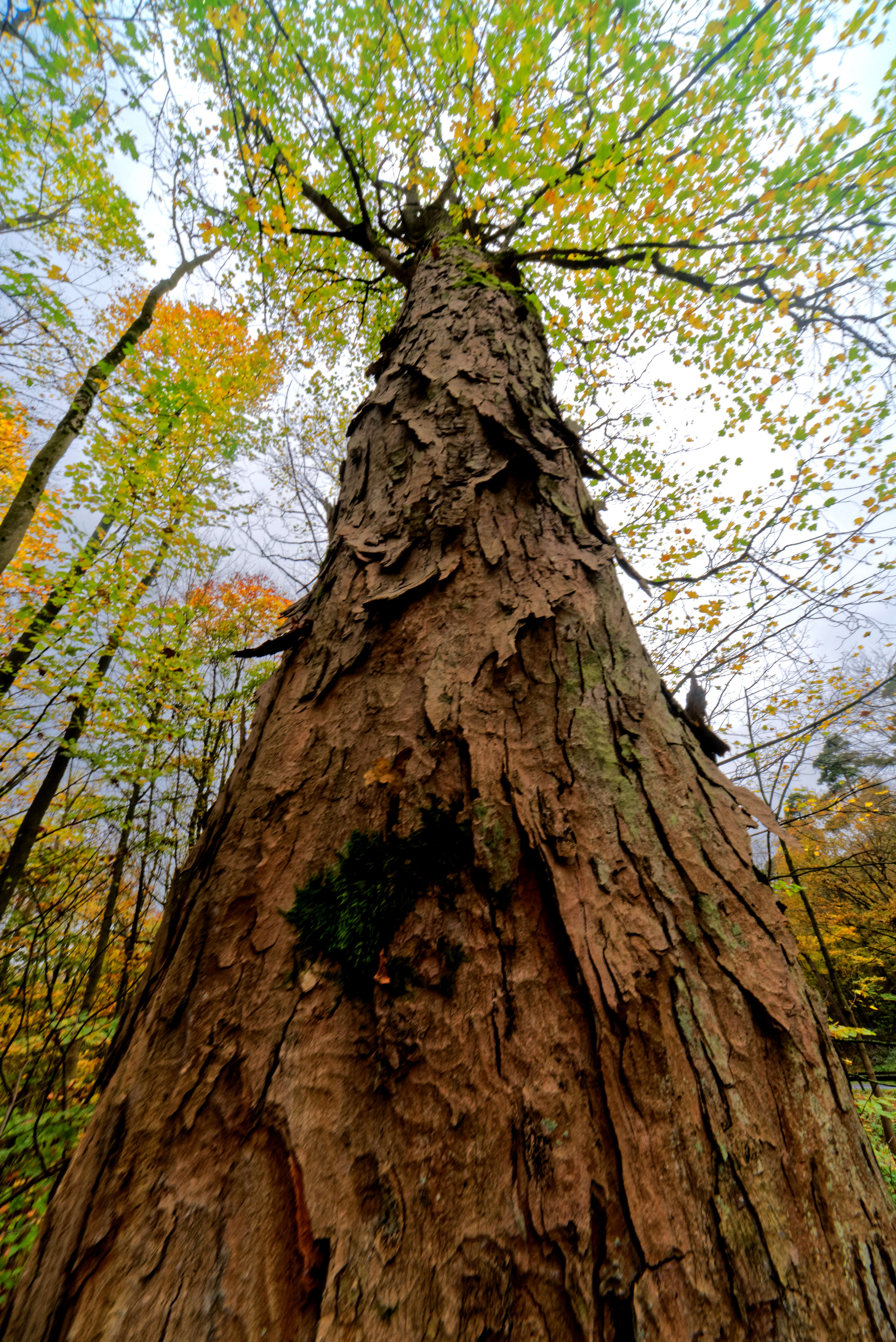 Imagem de Acer pseudoplatanus L.