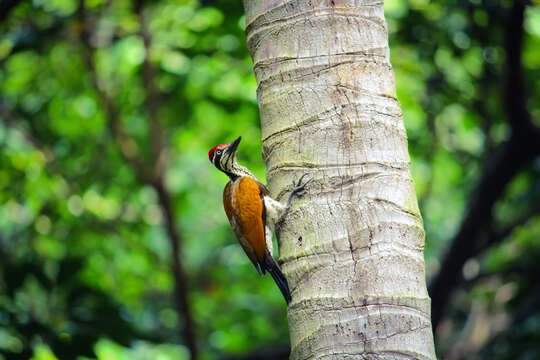 Image of Black-rumped Flameback