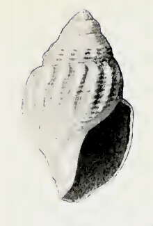 Image of Oenopota quadra (Dall 1919)