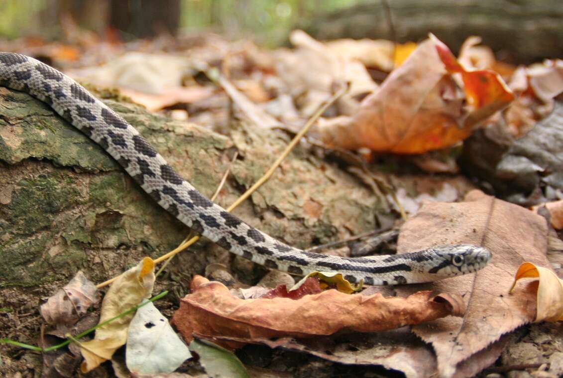 Image of Lampropeltis triangulum triangulum