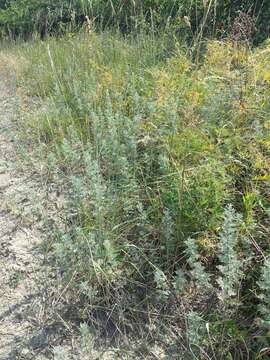 Image of Roman wormwood