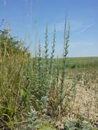 Image of Roman wormwood