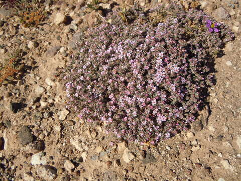 Image of Frankenia capitata Webb & Berthel.