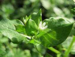 Image of common chickweed