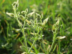 Image of sticky chickweed