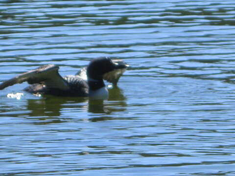 Image of loons