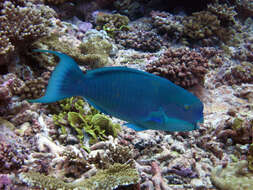 Image of Blunt-head Parrotfish