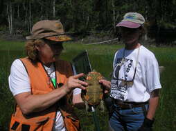 Image of Eastern Painted Turtle