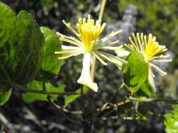 Image of ropevine clematis