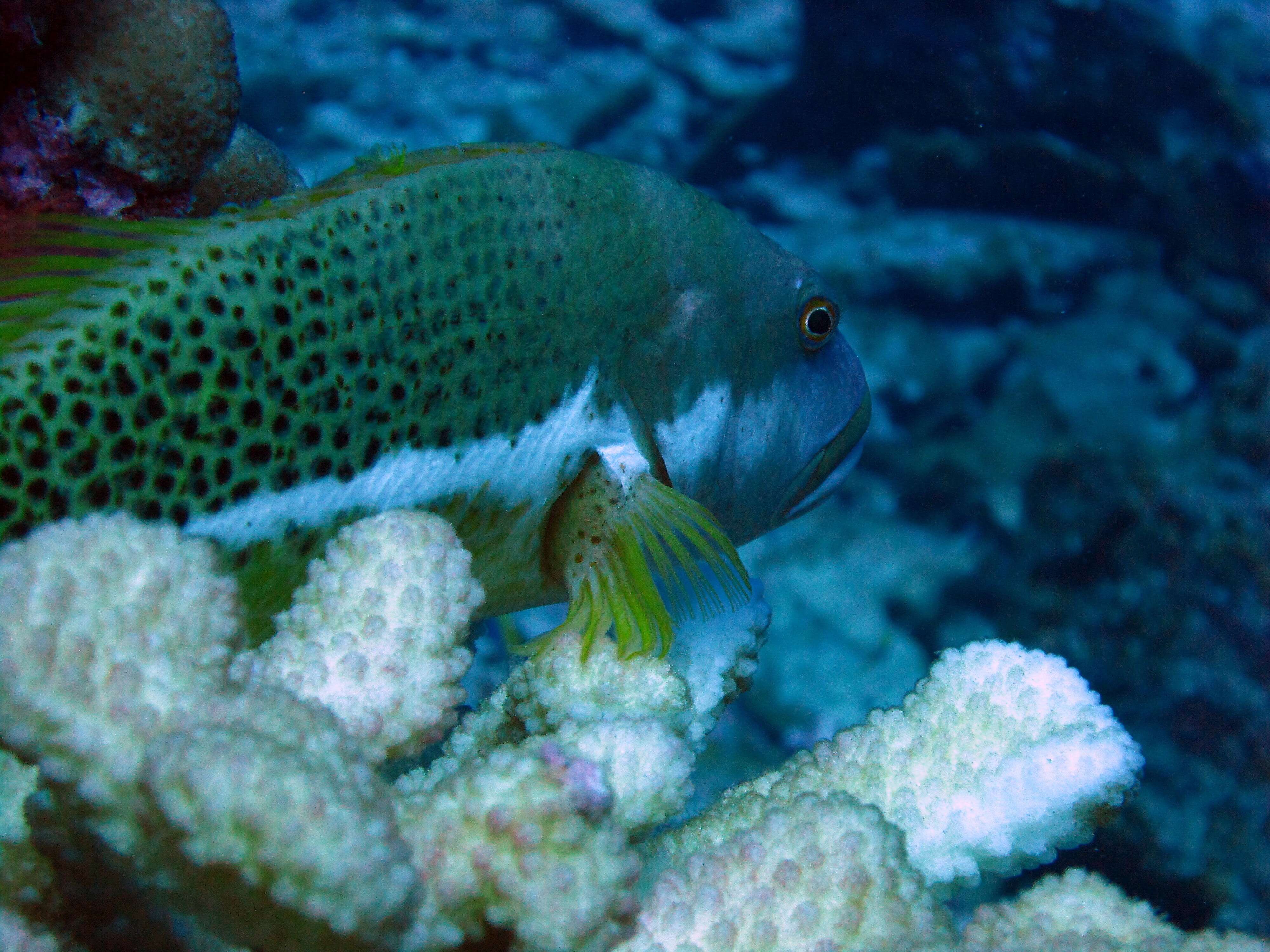 Image of Halfspotted Hawkfish