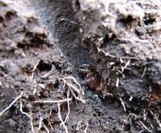 Image of Calathotarsus simoni Schiapelli & Gerschman 1975