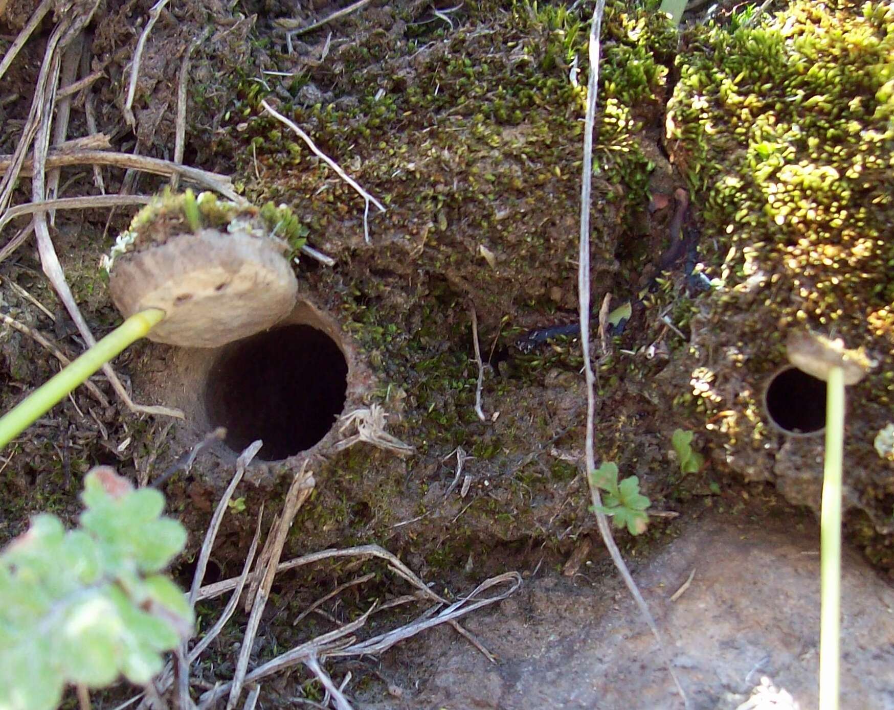 Image of Calathotarsus simoni Schiapelli & Gerschman 1975