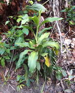 Image of Dwarf Palm Lily