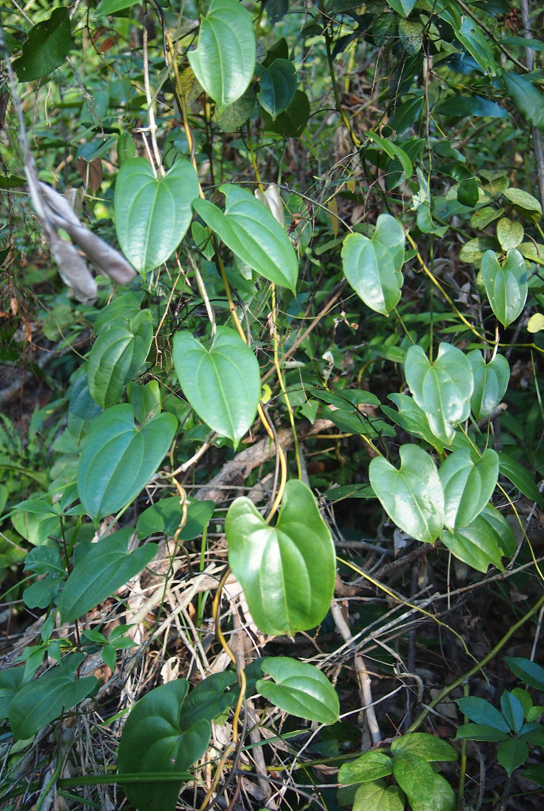 Dioscorea transversa R. Br. resmi