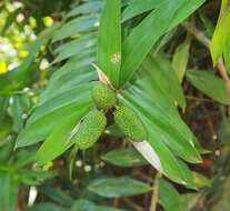 Image of Freycinetia excelsa F. Muell.