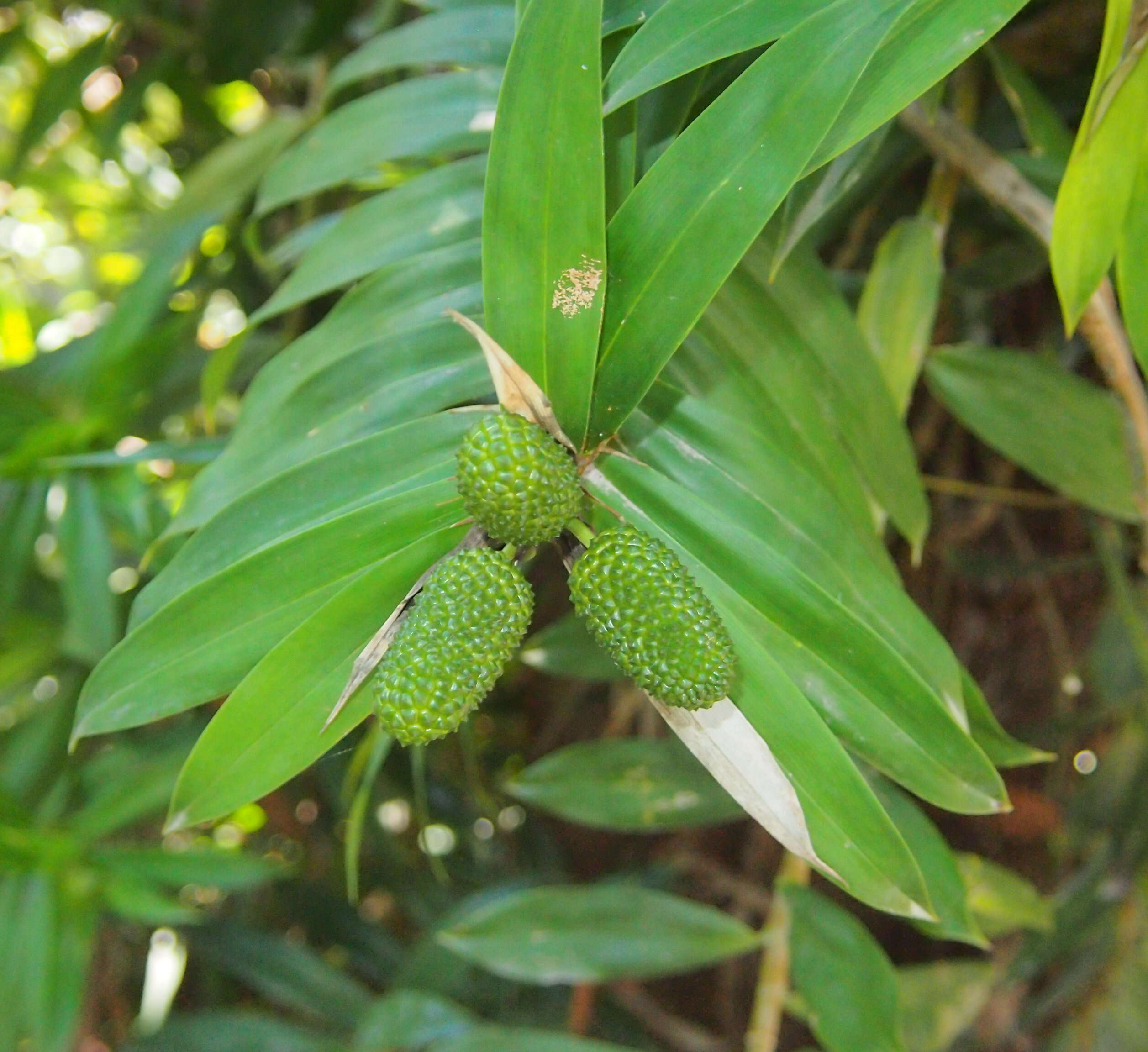 Image of Freycinetia excelsa F. Muell.