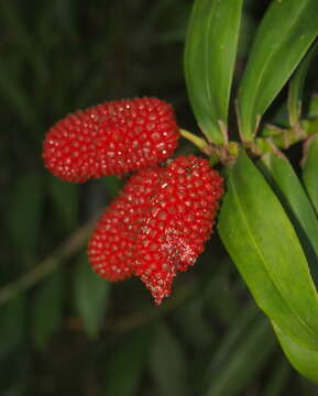 Image of Freycinetia excelsa F. Muell.