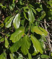 Image of Litsea reticulata Benth. & Hook. fil. ex F. Müll.