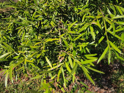 Sivun Podocarpus elatus R. Br. ex Endl. kuva