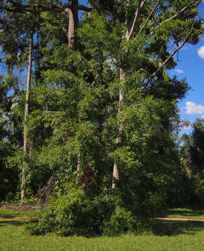 Plancia ëd Podocarpus elatus R. Br. ex Endl.