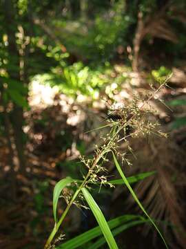 Image of Scleria terrestris (L.) Fassett