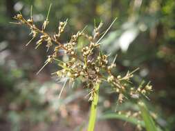 Image of Scleria terrestris (L.) Fassett