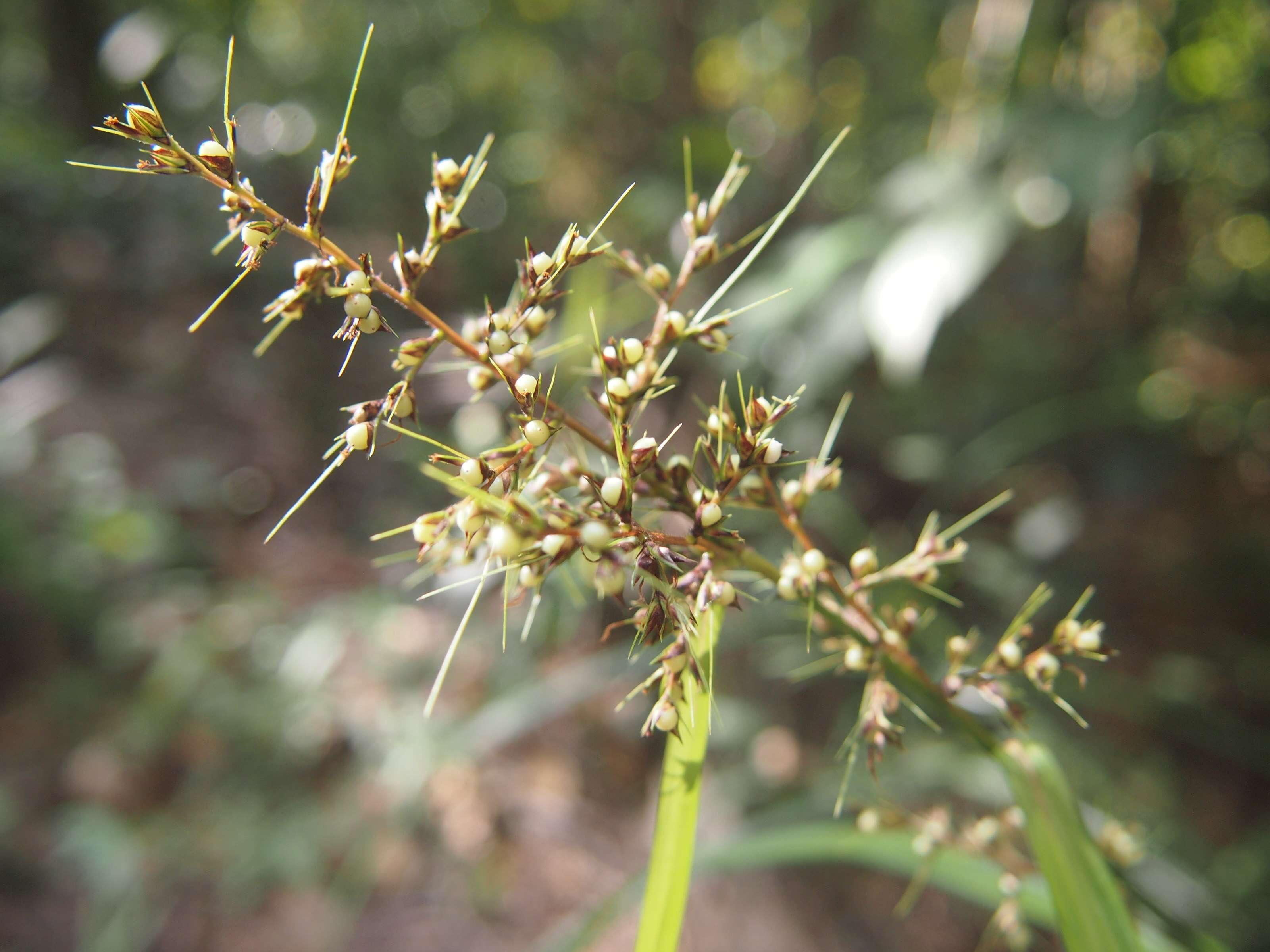 Image of Scleria terrestris (L.) Fassett