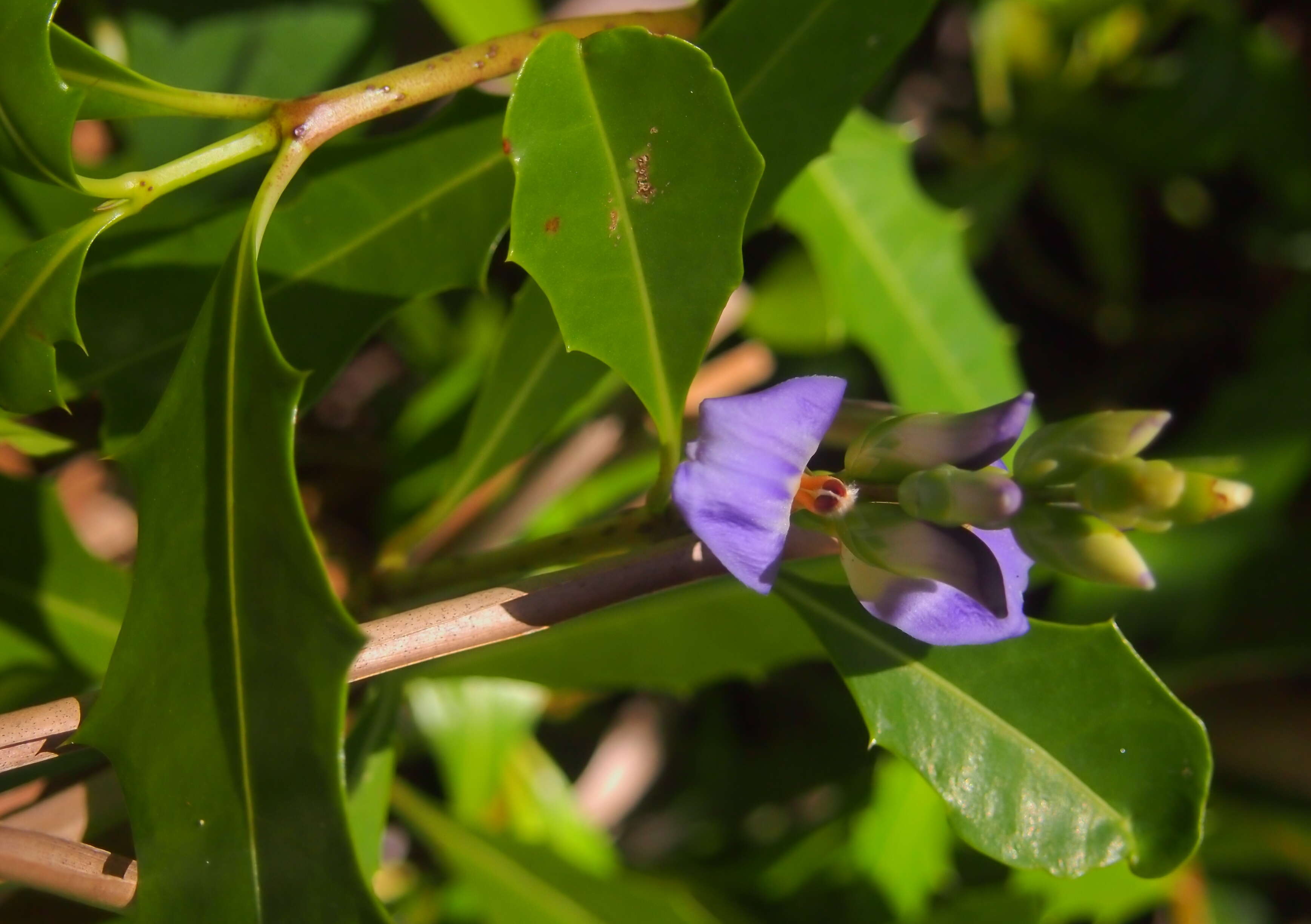 Image of Holy Mangrove