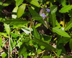 Image of Holy Mangrove