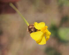 Image of Hawai'i yelloweyed grass