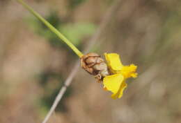 Image of Hawai'i yelloweyed grass