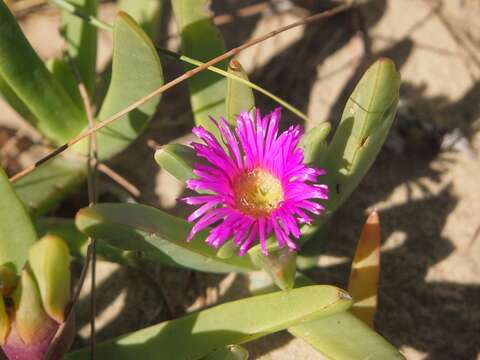 Image of Pigface