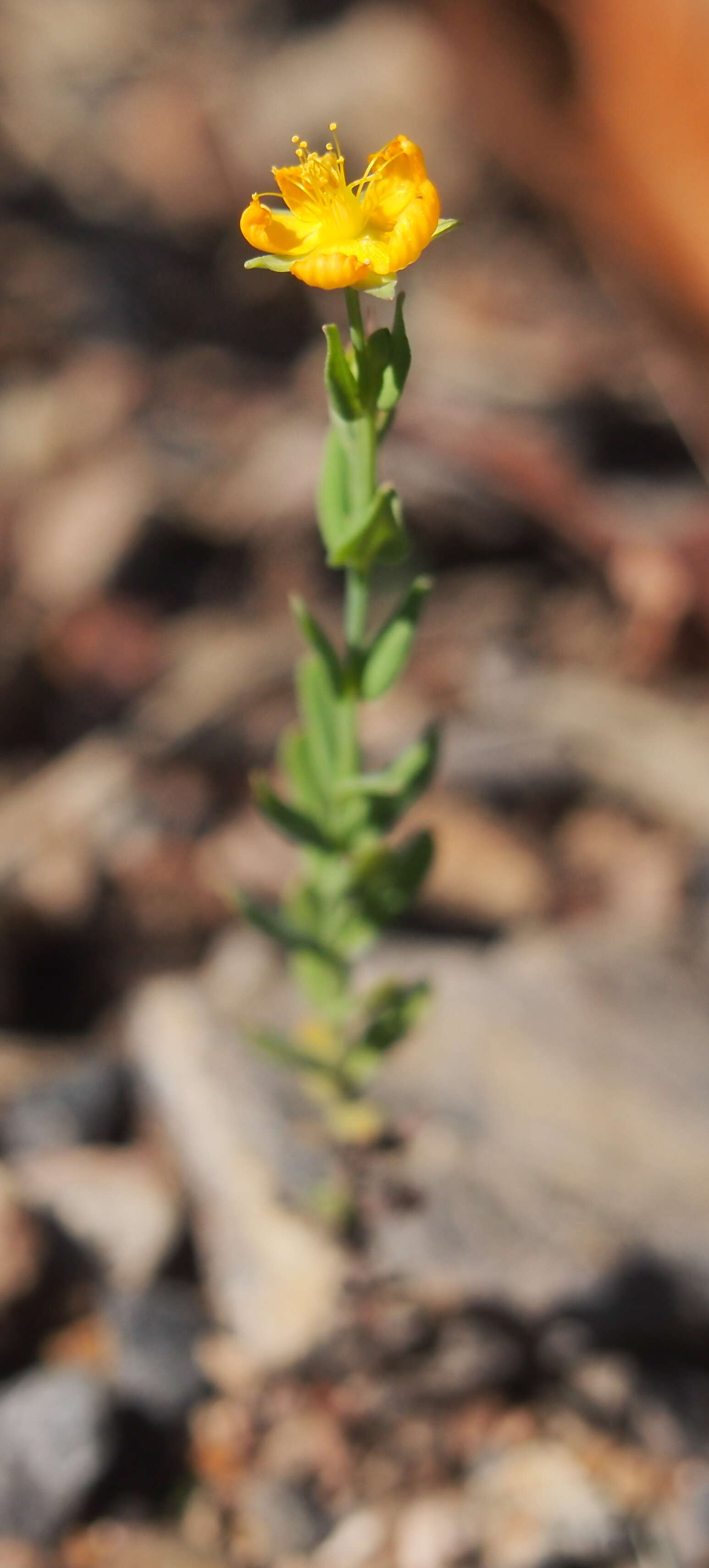 Image of grassy St. Johnswort